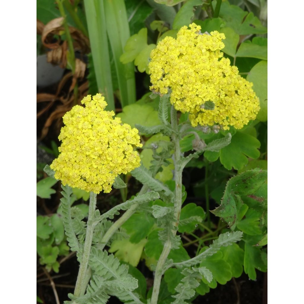 Achillea Moonshine - Filzige Schafgarbe