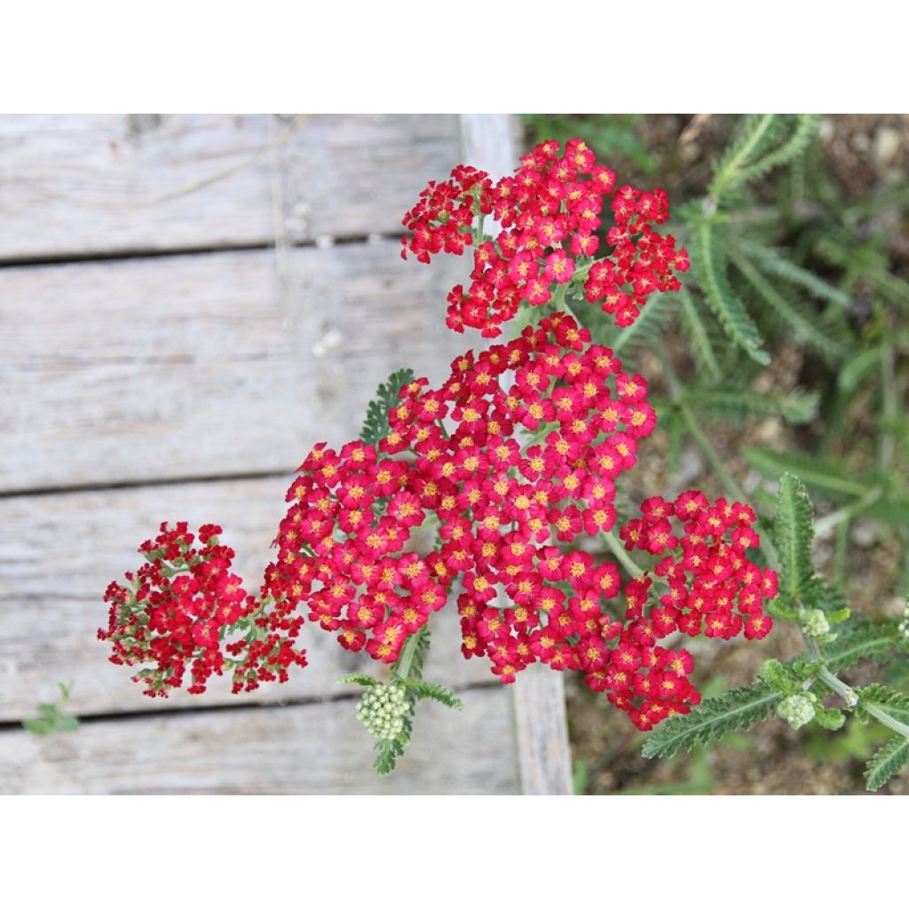 Achillea millefolium Paprika - Gemeine Schafgarbe