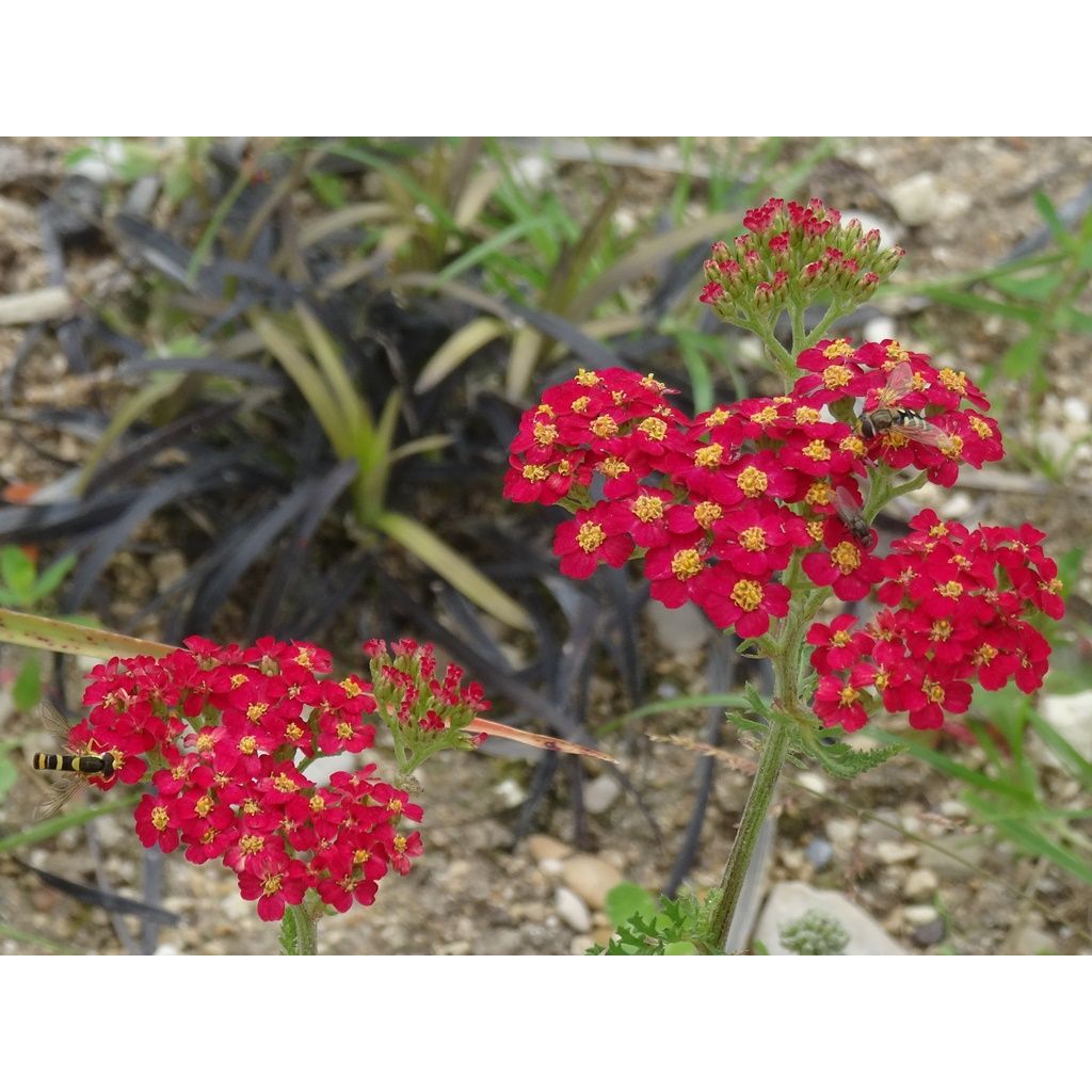 Achillée millefeuille Paprika sur fond d'Ophiopogon