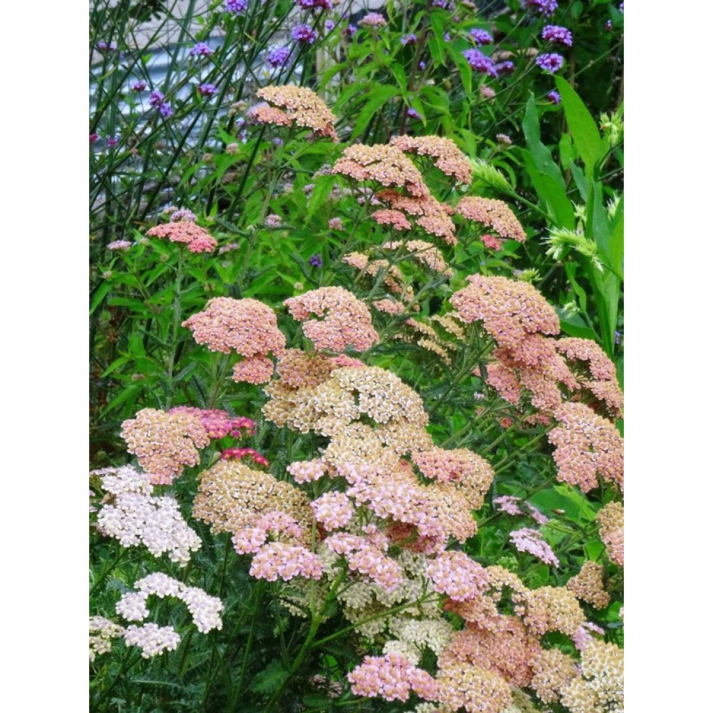 Achillea millefolium Summer Pastel - Gemeine Schafgarbe