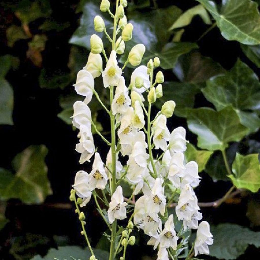 Aconitum napellus Album - Blauer Eisenhut