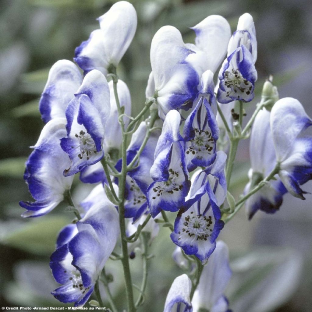 Aconitum cammarum Bicolor - Garten-Eisenhut