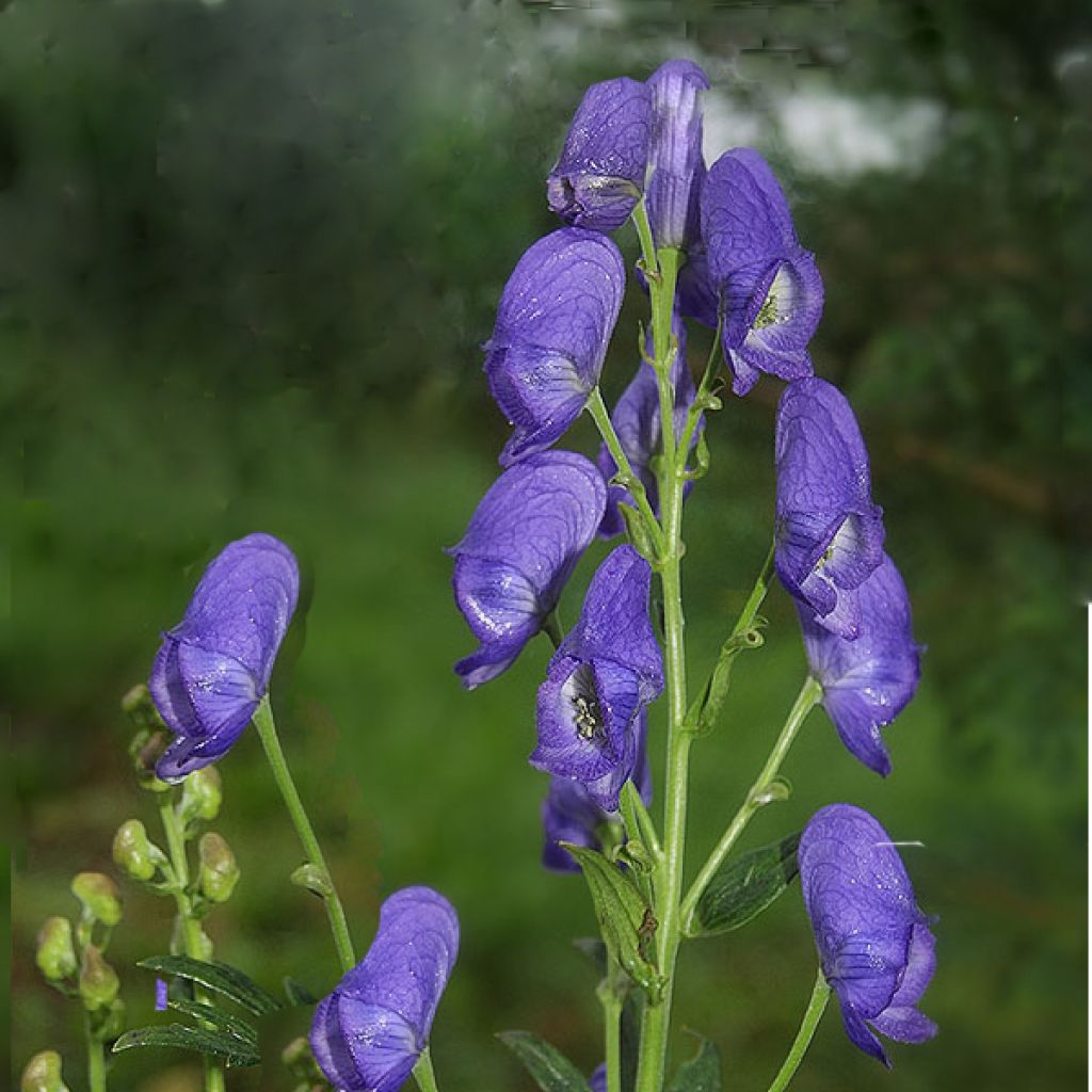 Aconitum carmichaelii Arendsii - Herbsteisenhut