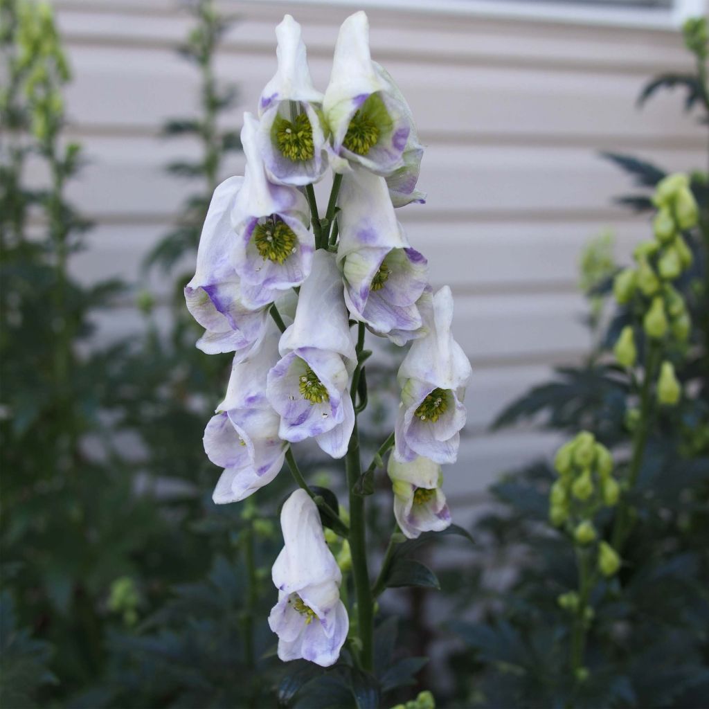 Aconitum carmichaelii Cloudy - Herbsteisenhut