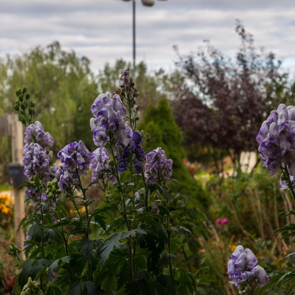 Aconitum carmichaelii Cloudy - Herbsteisenhut