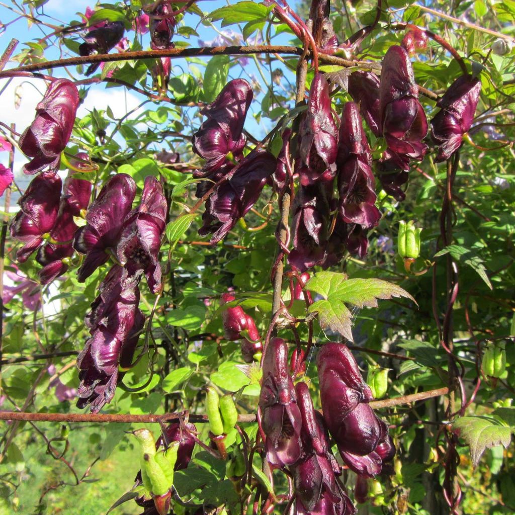 Aconitum hemsleyanum Red Wine - Weinroter Eisenhut