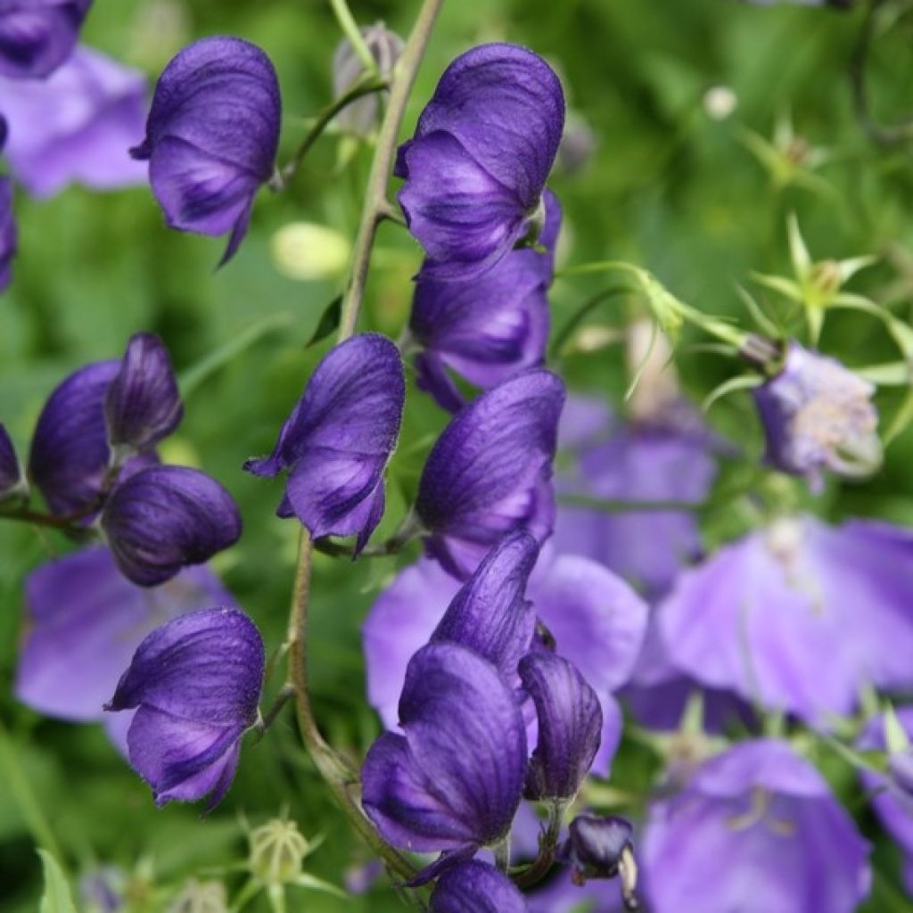 Aconitum napellus - Blauer Eisenhut