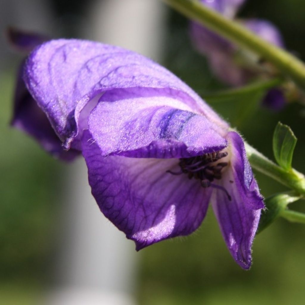 Aconitum napellus - Blauer Eisenhut