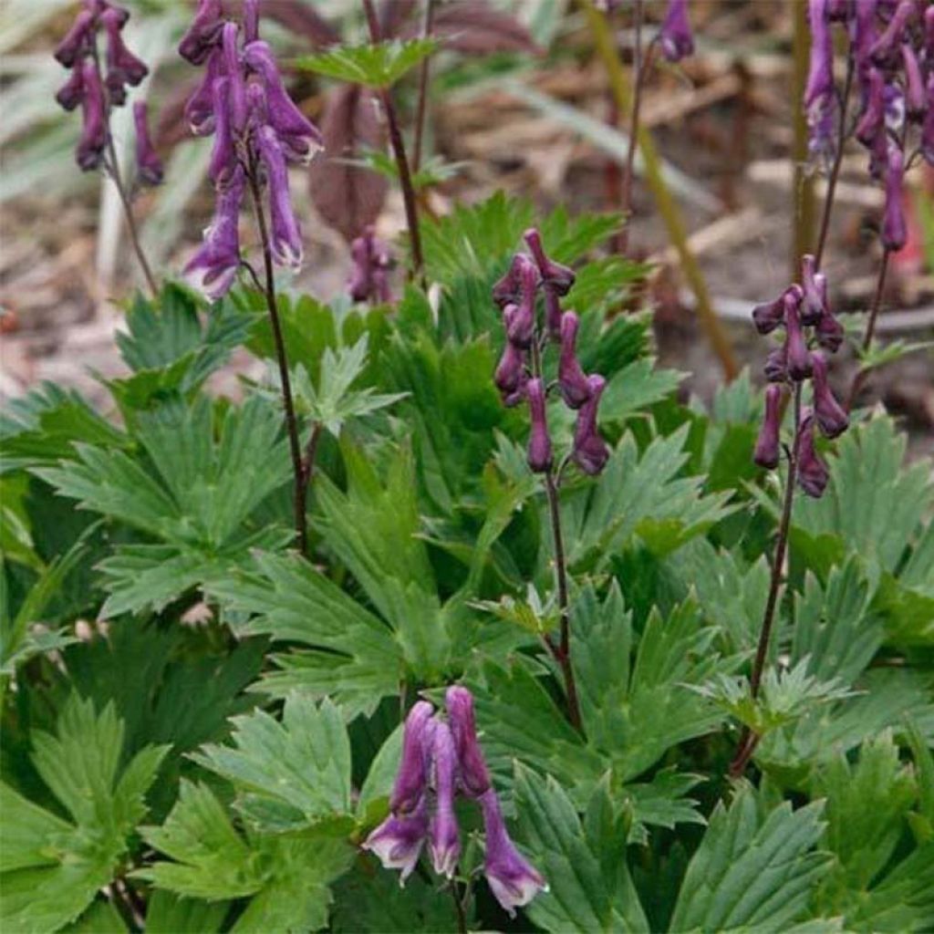 Aconitum Purple Sparrow - Eisenhut