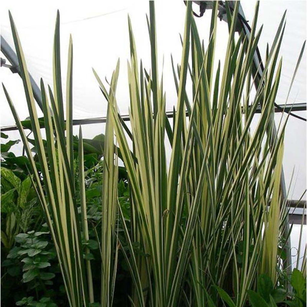 Acorus calamus Variegatus - Calame panaché