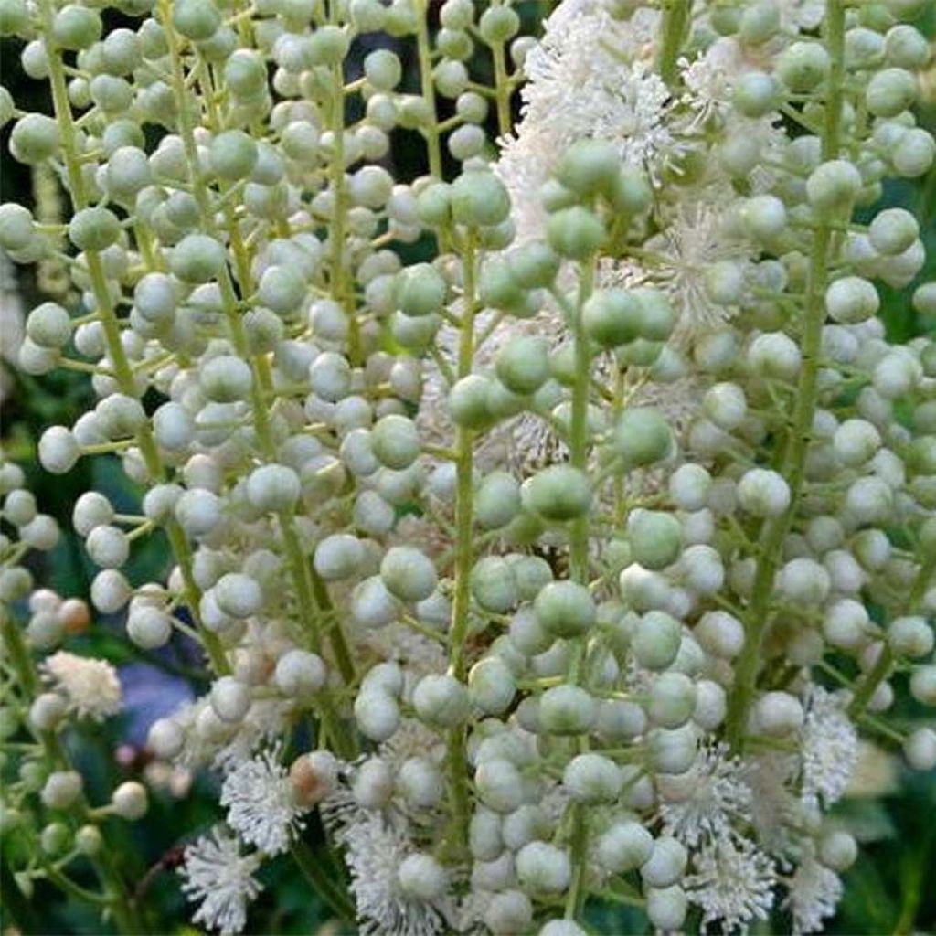 Actaea dahurica - August-Silberkerze