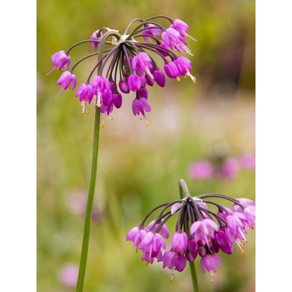 Allium cernuum - Nickenden Lauch