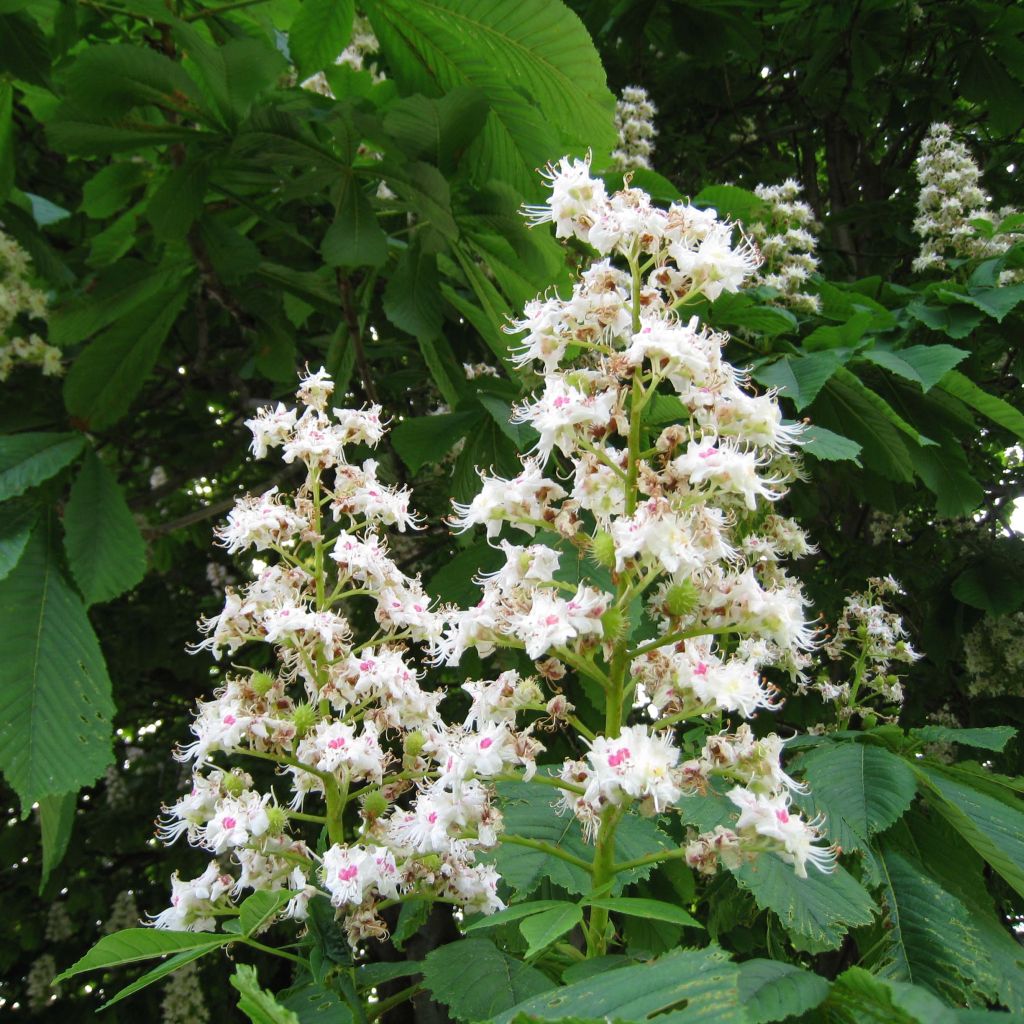 Gewöhnliche Rosskastanie - Aesculus hippocastanum