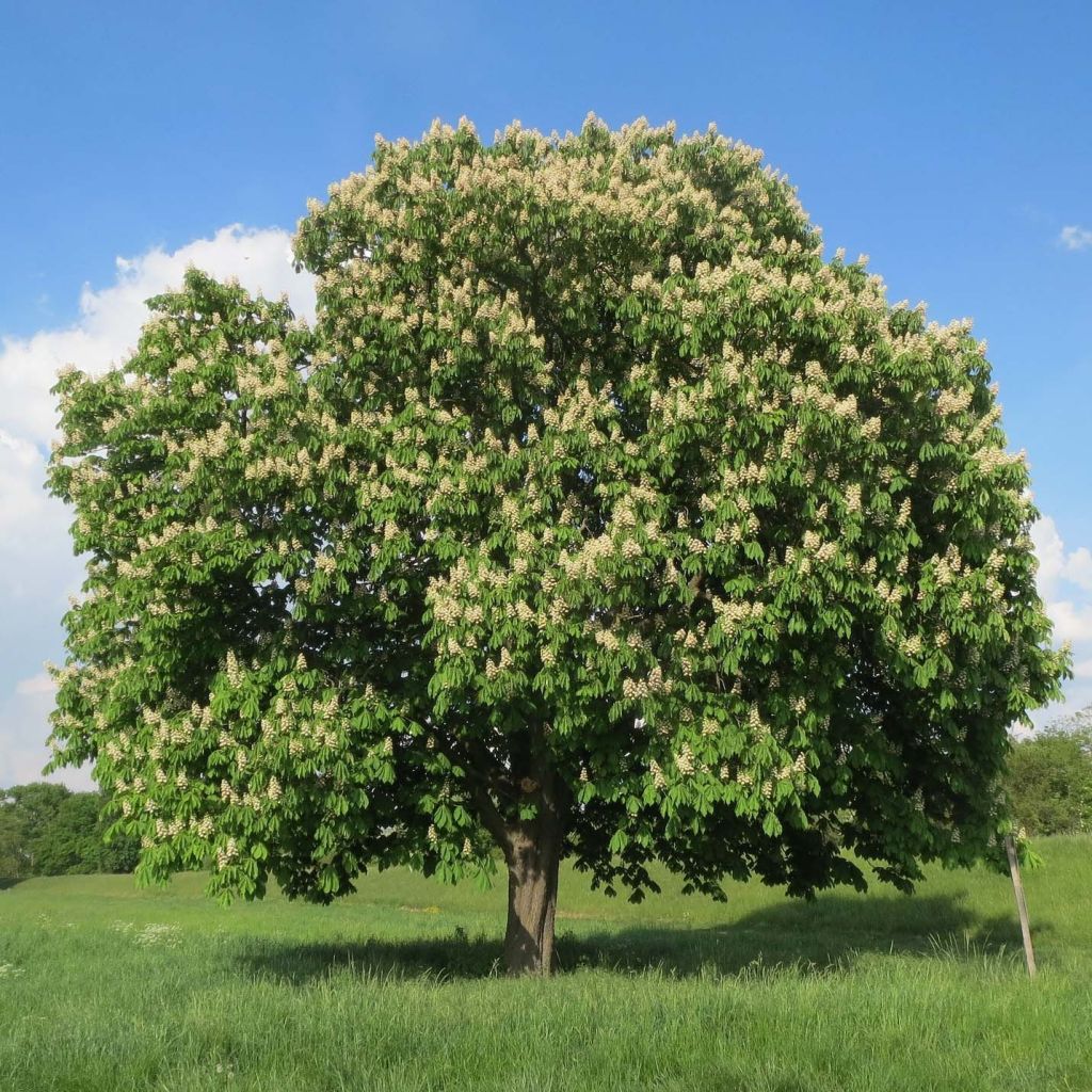 Gewöhnliche Rosskastanie - Aesculus hippocastanum