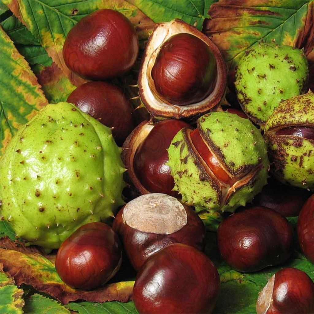 Gewöhnliche Rosskastanie - Aesculus hippocastanum