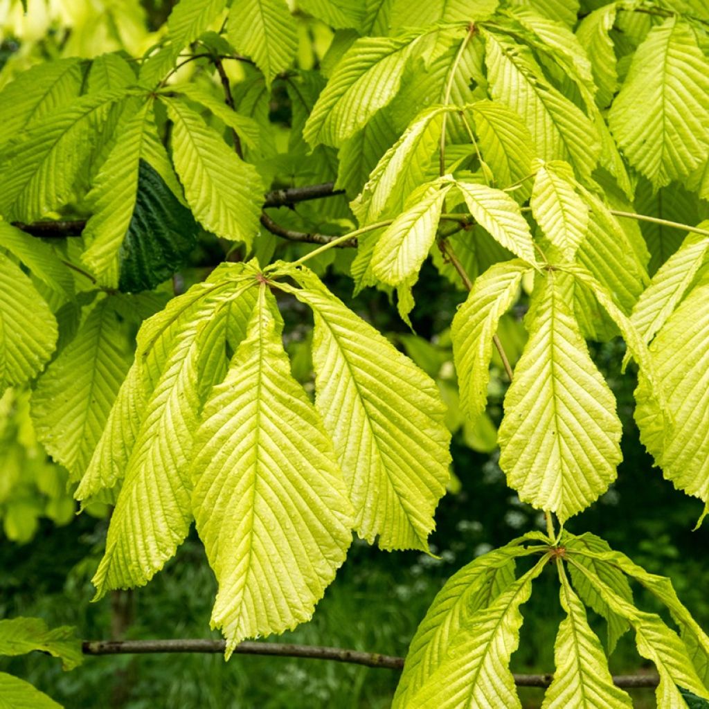 Gewöhnliche Rosskastanie Wisselink - Aesculus hippocastanum