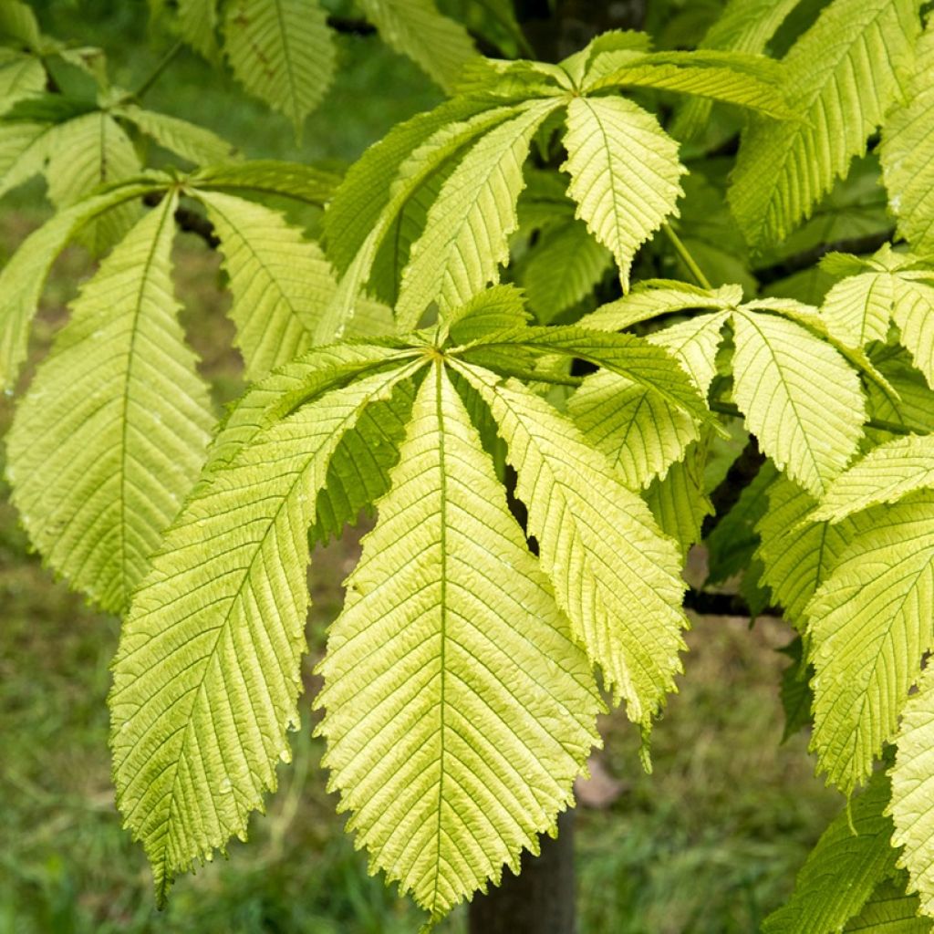 Gewöhnliche Rosskastanie Hampton Court Gold - Aesculus hippocastanum