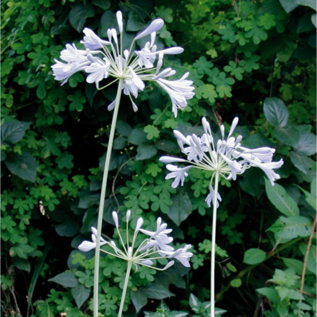 Agapanthus Tinkerbell - Schmucklilie