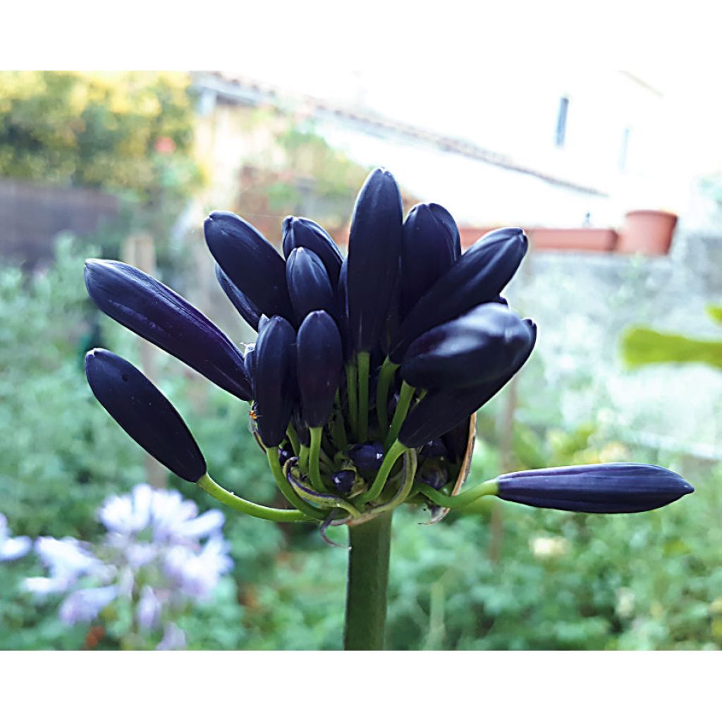 Agapanthus inapertus subsp. pendulus Black Magic - Schmucklilie