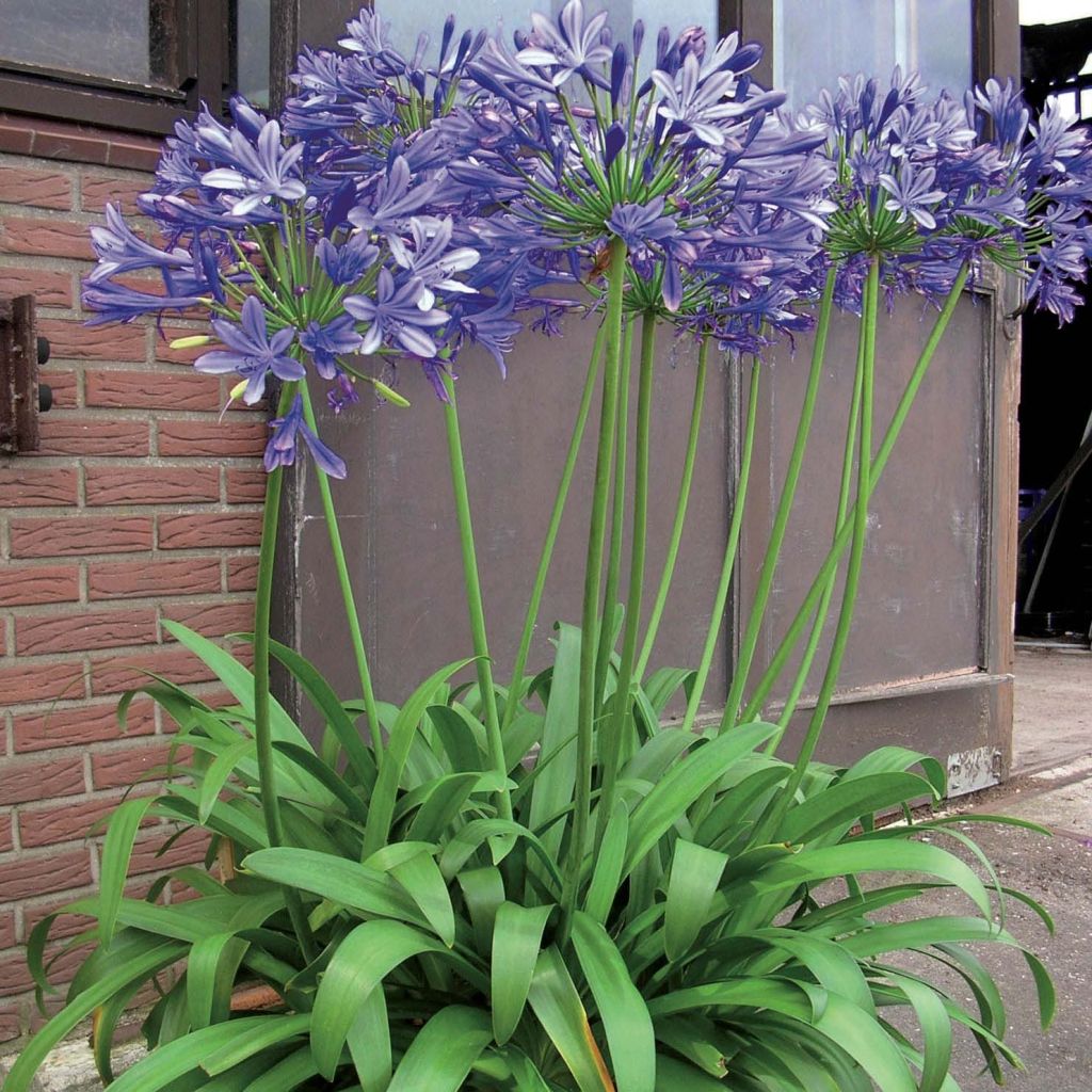 Agapanthus Blue Giant - Schmucklilie