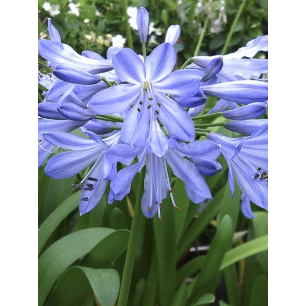 Agapanthe Blue Heaven 