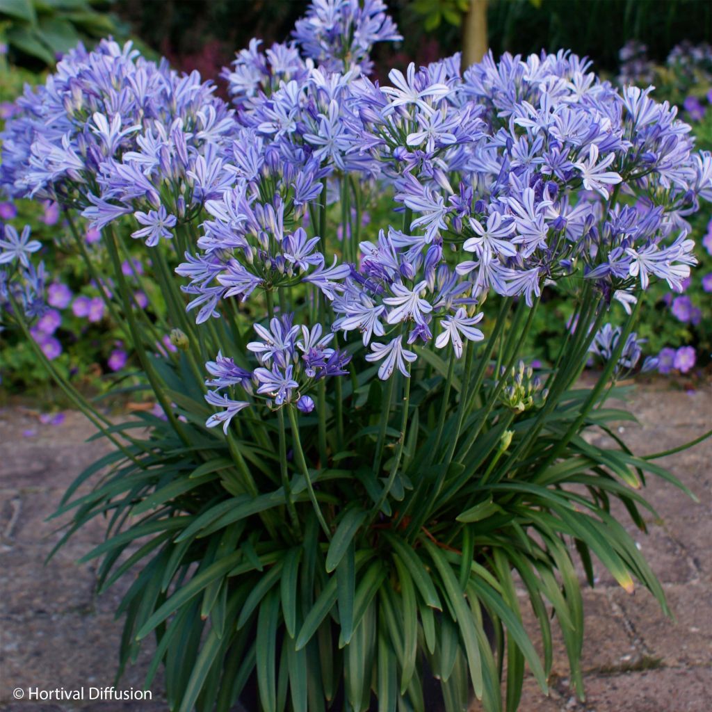 Agapanthus Charlotte - Schmucklilie