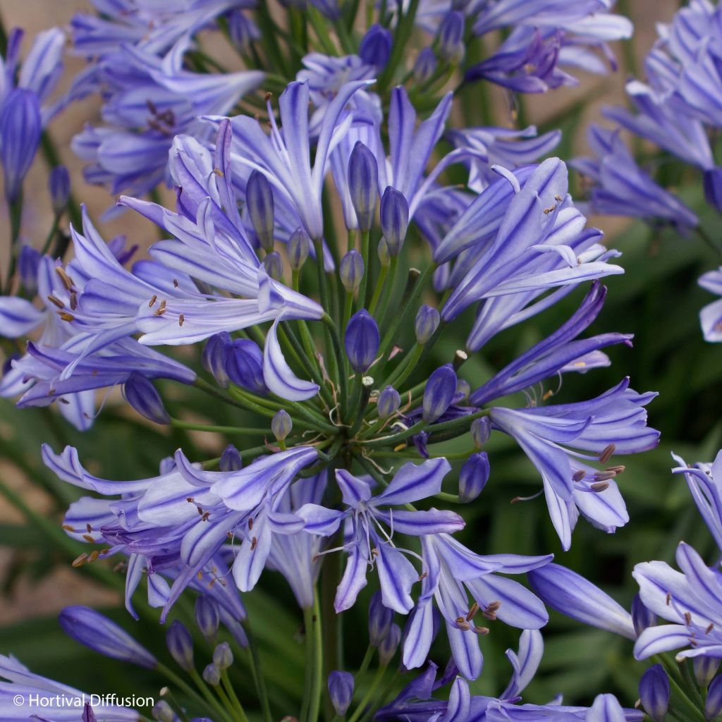 Agapanthus Charlotte - Schmucklilie