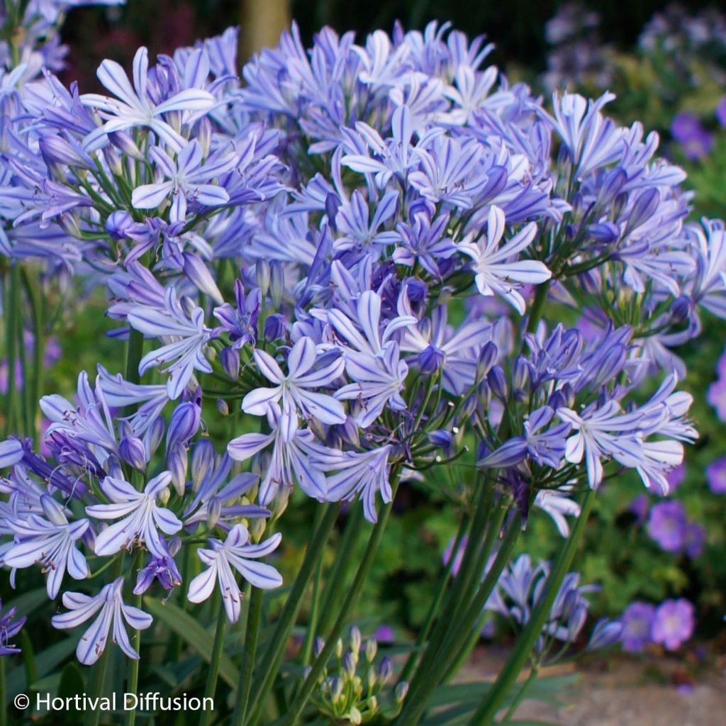 Agapanthus Charlotte - Schmucklilie