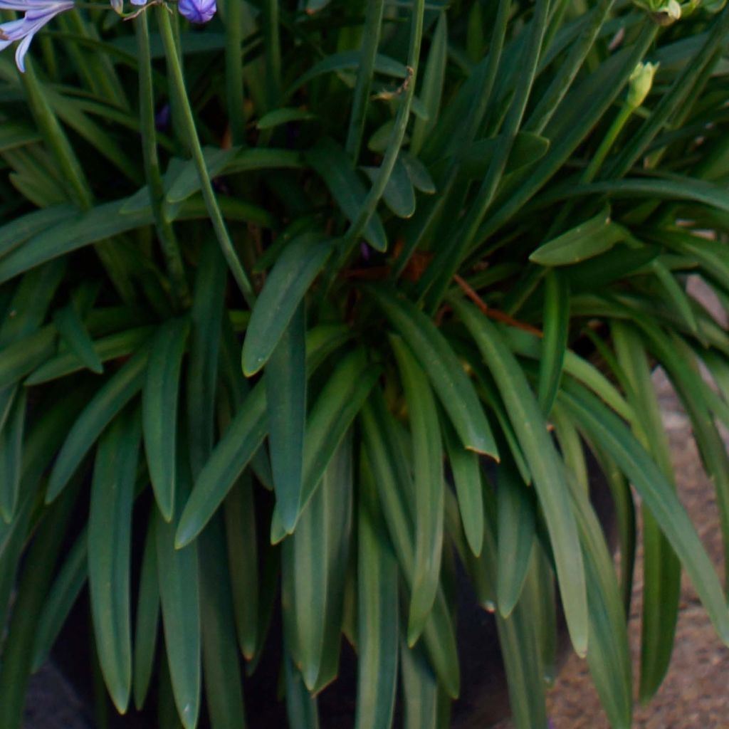 Agapanthus Charlotte - Schmucklilie