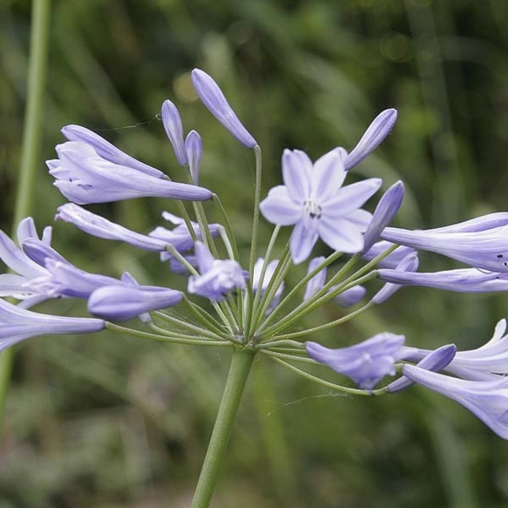 Agapanthus Docteur Brouwer - Schmucklilie