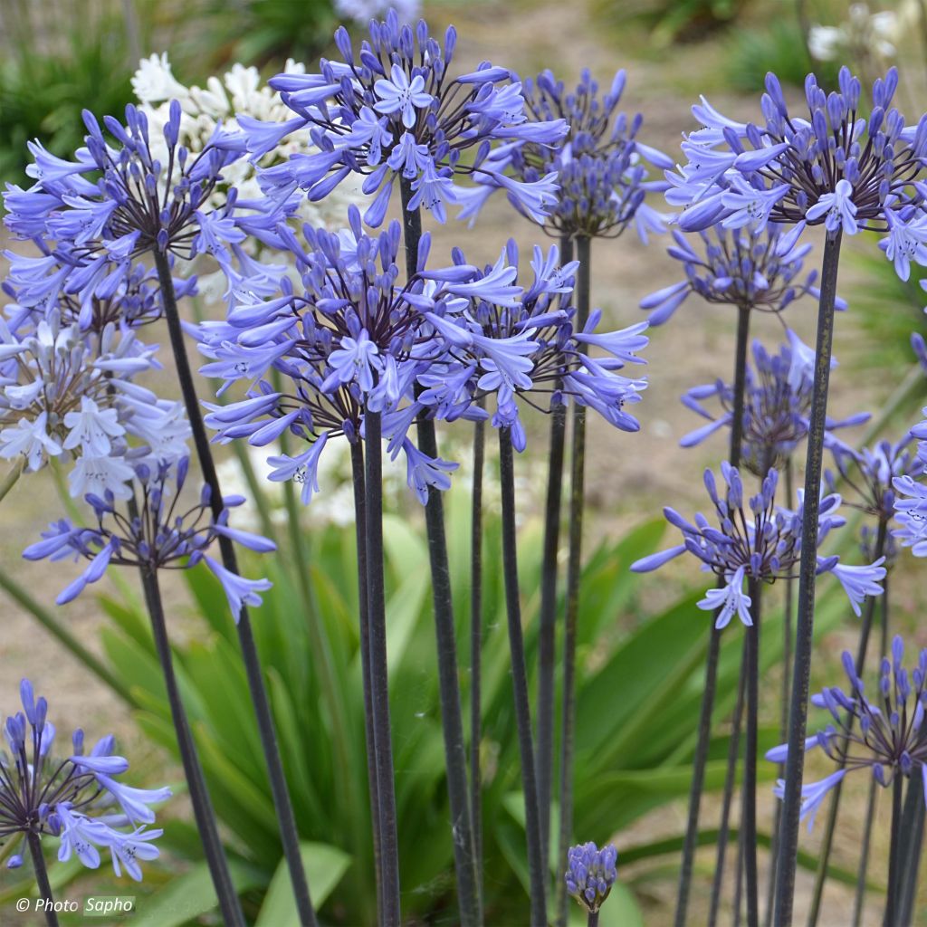 Agapanthus Graphite Blue - Schmucklilie