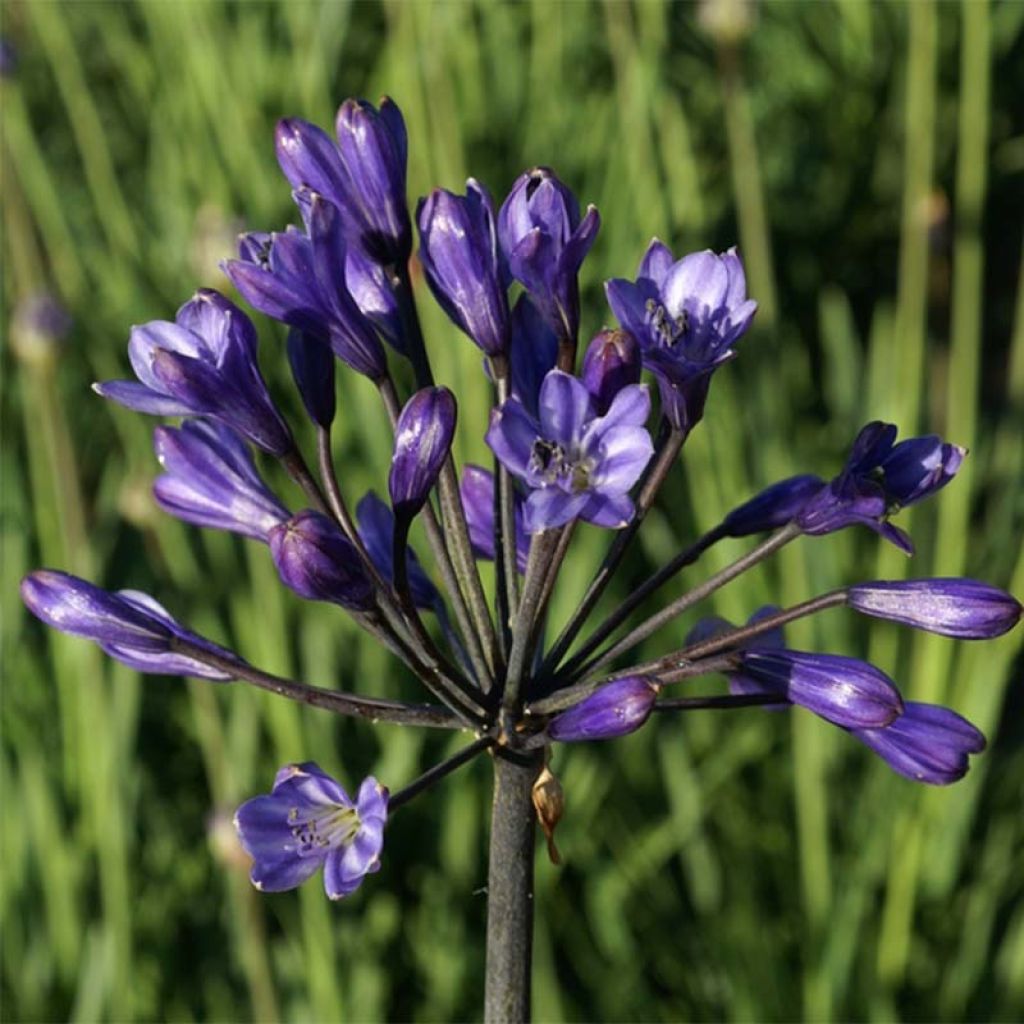 Agapanthus inapertus Intermedius - Schmucklilie