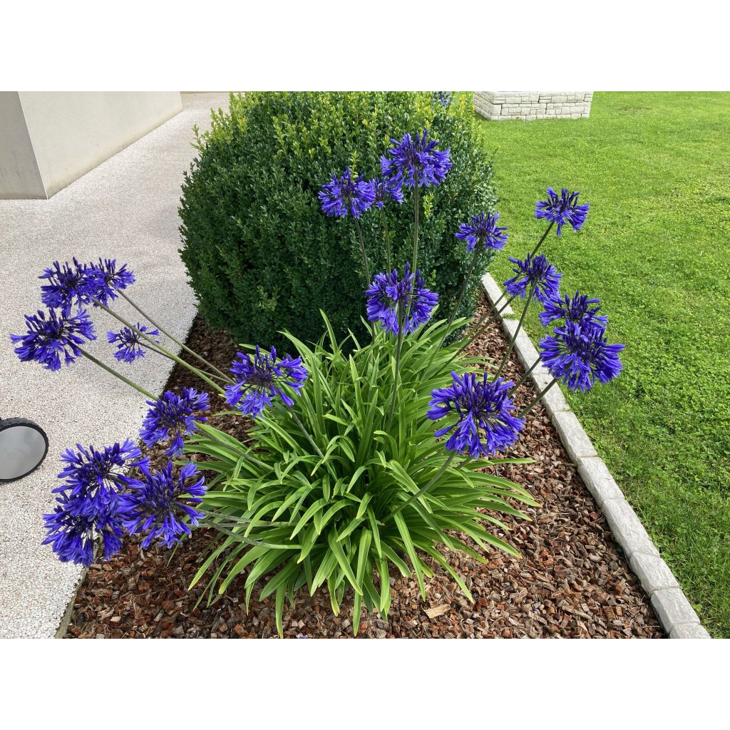 Agapanthus Midnight Blue - Schmucklilie