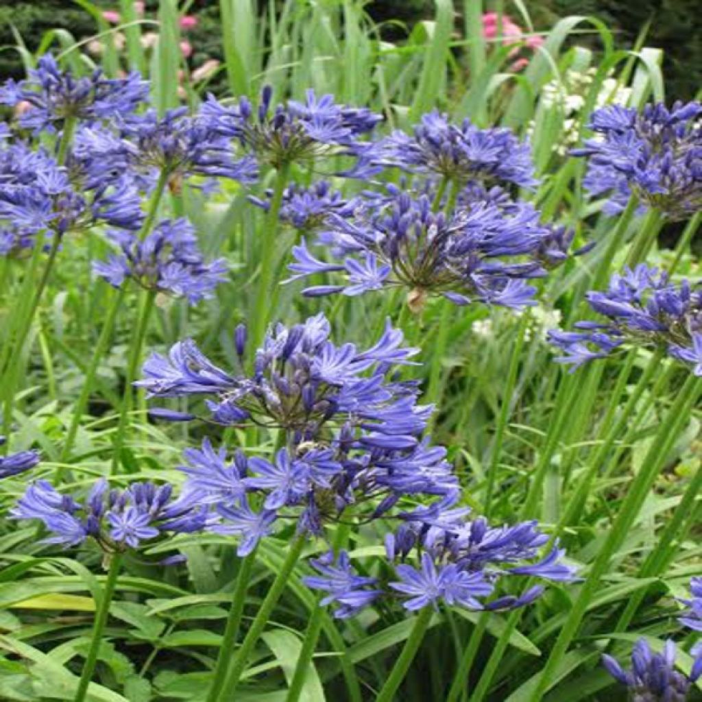 Agapanthe ou Agapanthus Navy Blue