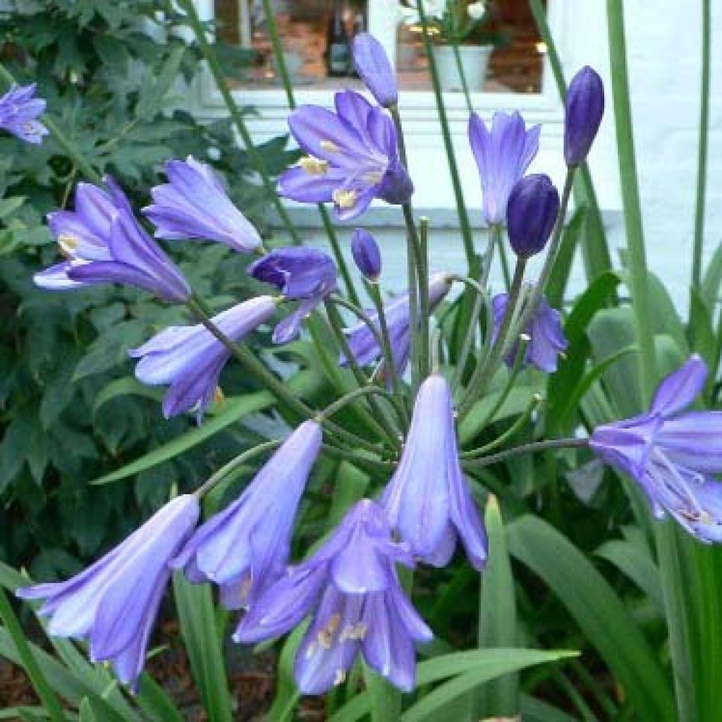 Agapanthus Purple Cloud - Schmucklilie