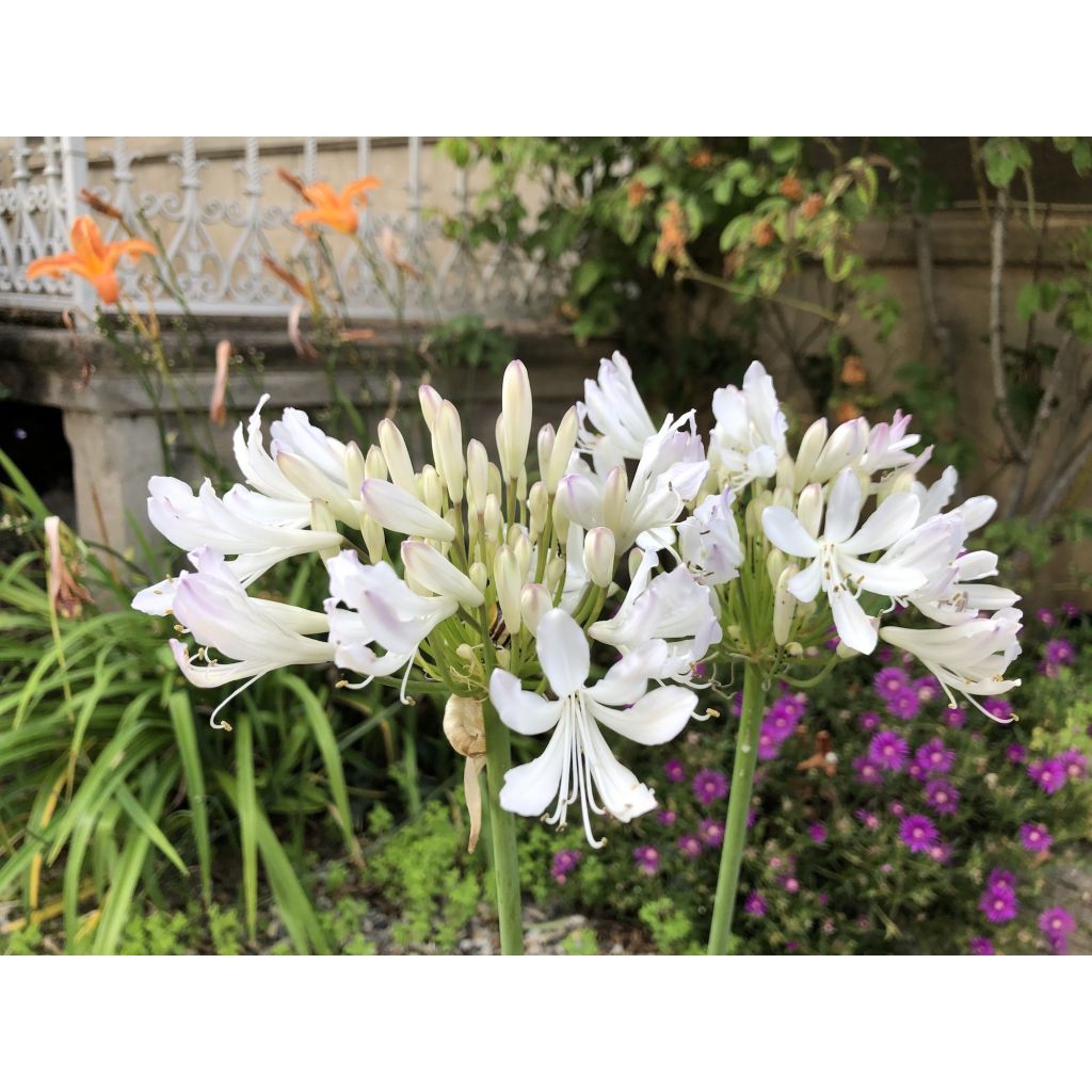 Agapanthus Strawberry Ice - Schmucklilie