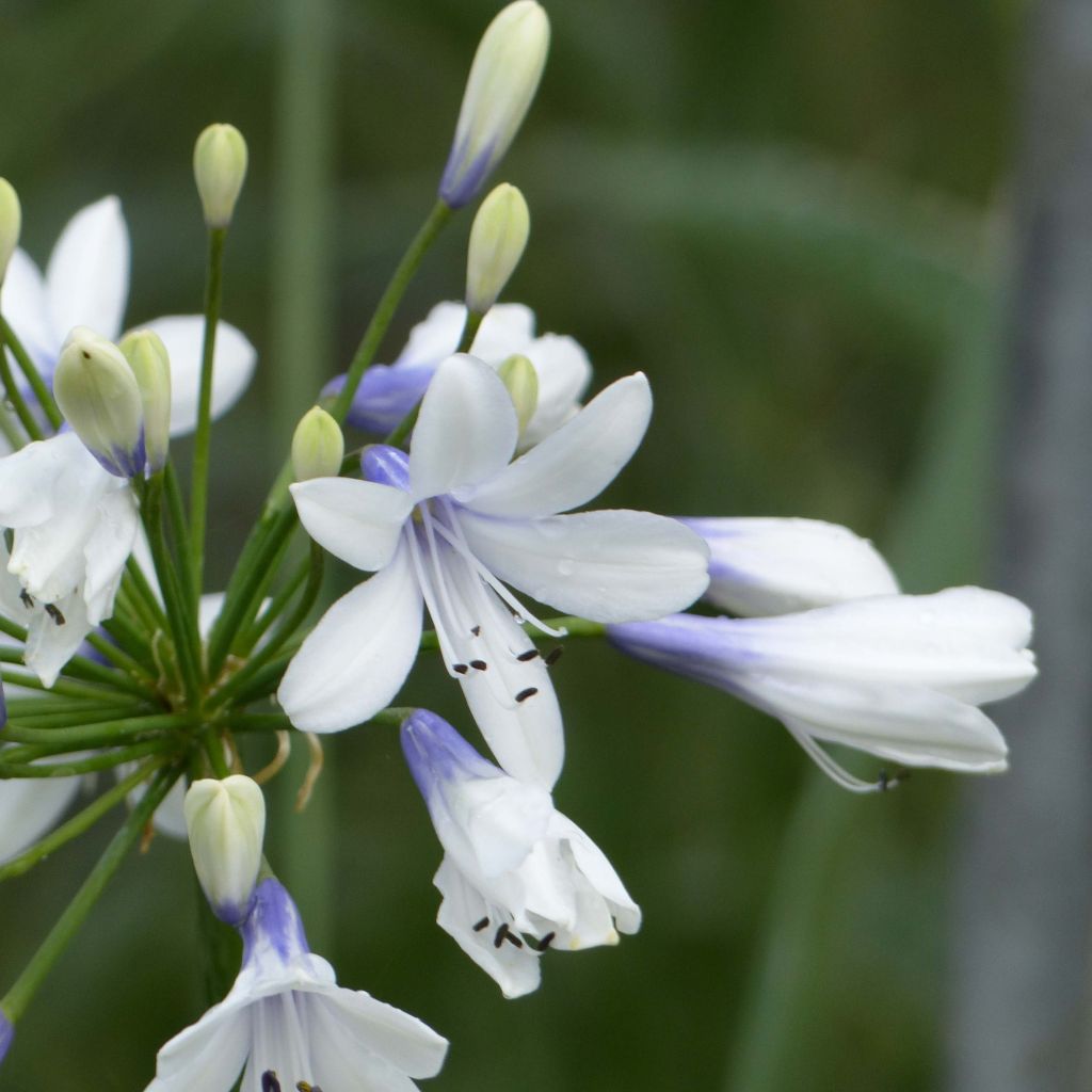 Agapanthus Twister - Schmucklilie