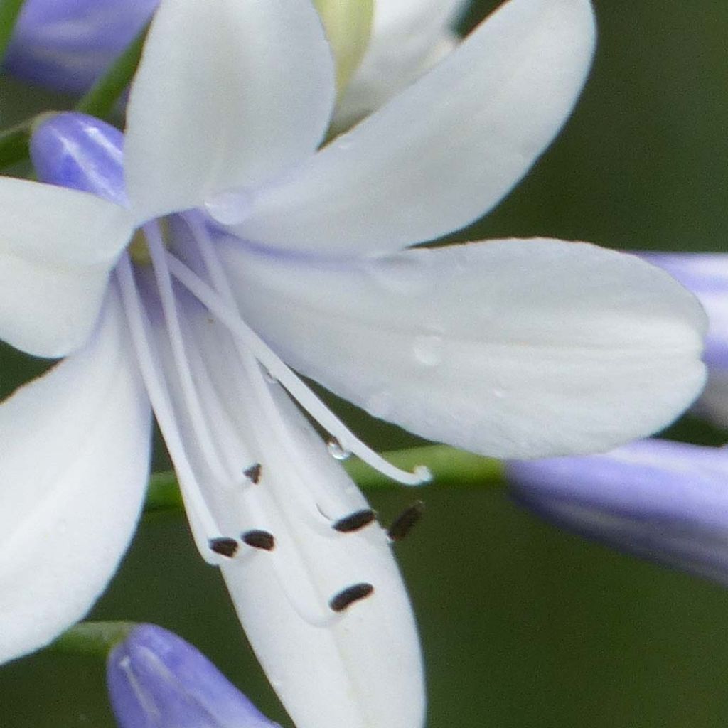 Agapanthus Twister - Schmucklilie