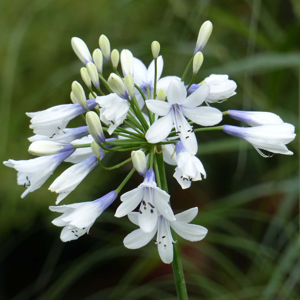 Agapanthus Twister - Schmucklilie