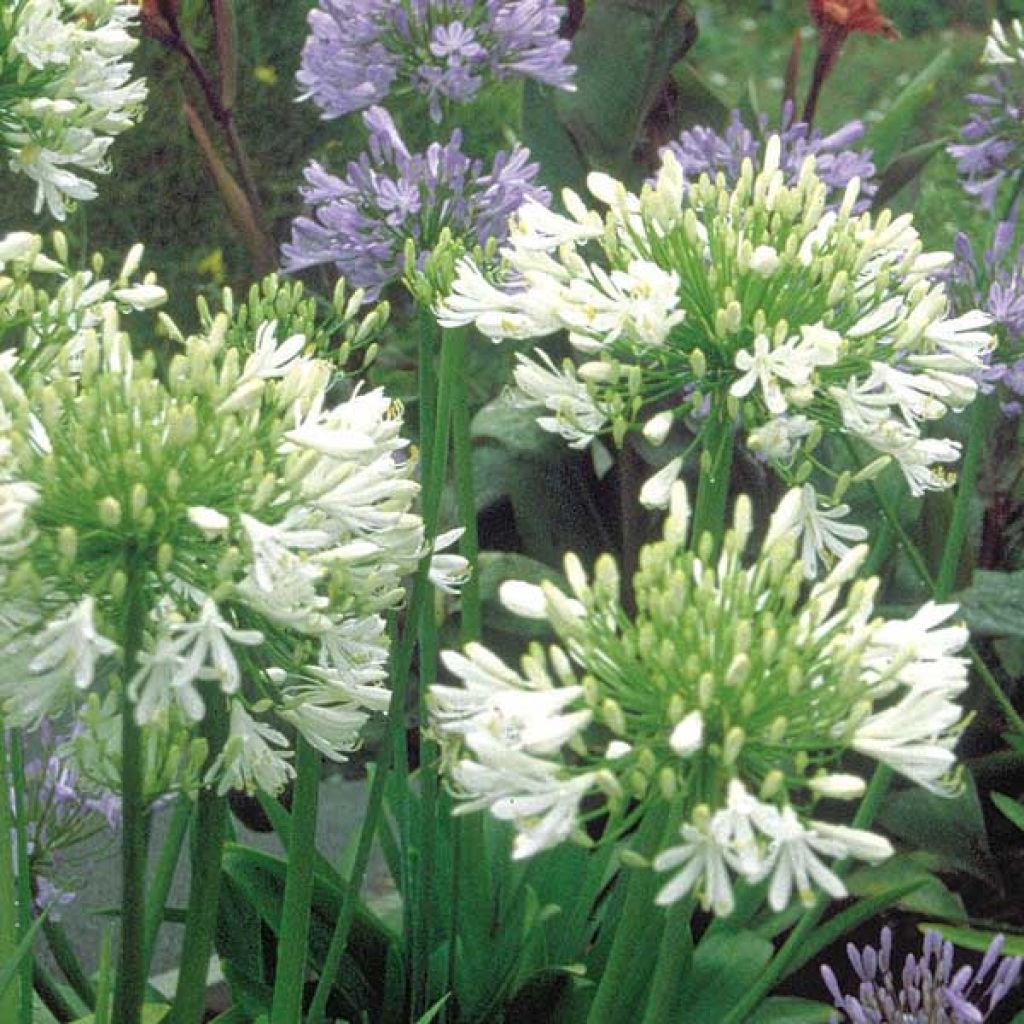 Agapanthus umbellatus Albus - Schmucklilie