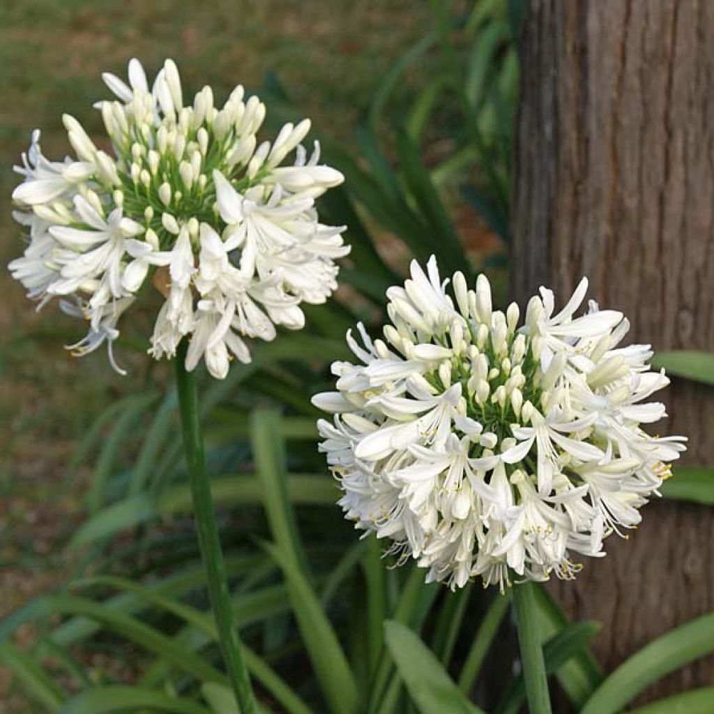 Agapanthus umbellatus Albus - Schmucklilie