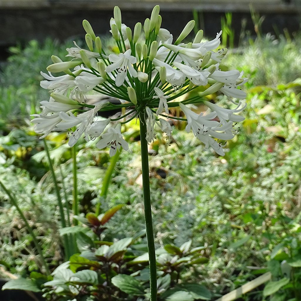 Agapanthe hybride Vallée de la Sarthe