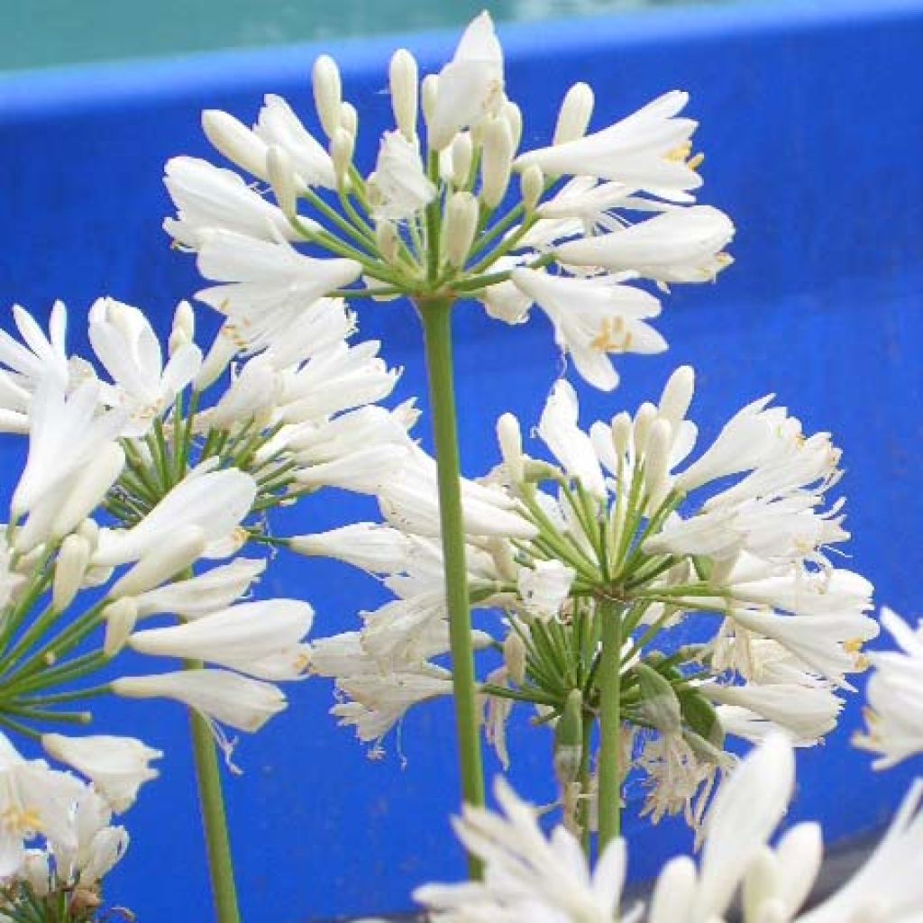 Agapanthus Windsor grey - Schmucklilie