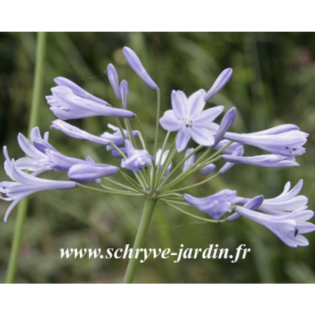 Agapanthus Streamline - Schmucklilie