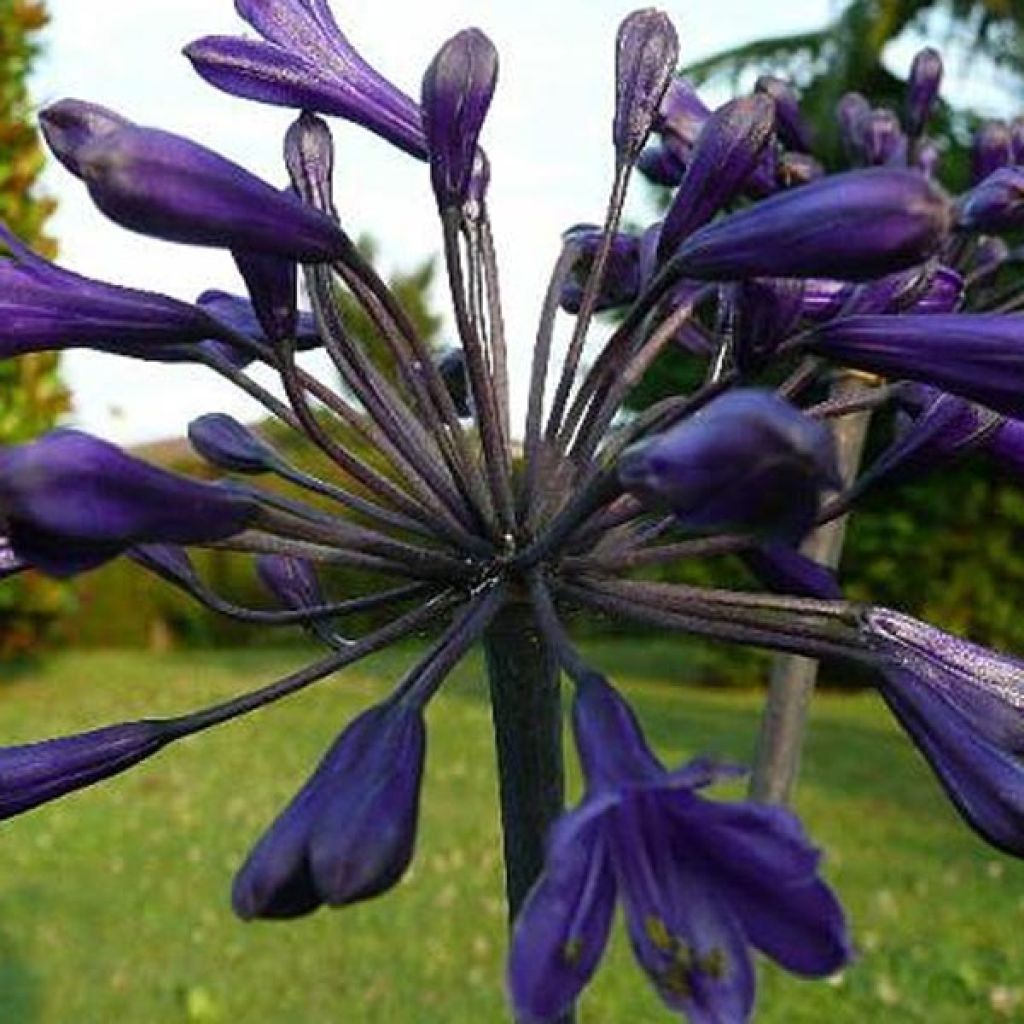 Agapanthus Back in Black - Schmucklilie