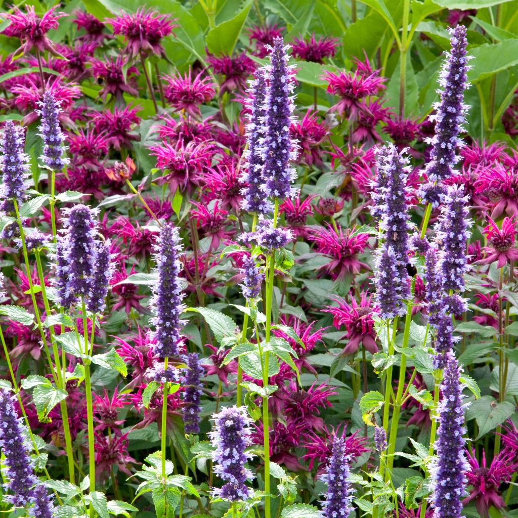 Agastache foeniculum Black Adder - Duftnessel