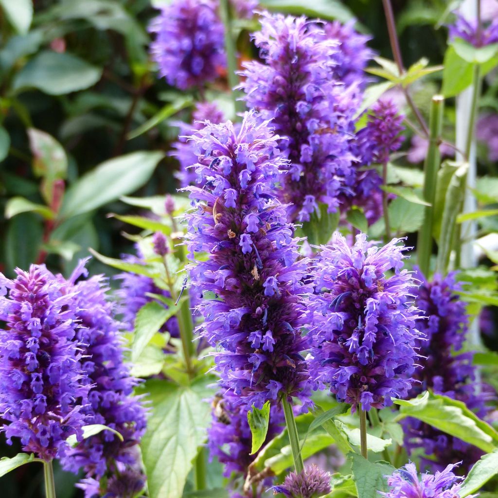 Agastache Blue Boa - Duftnessel