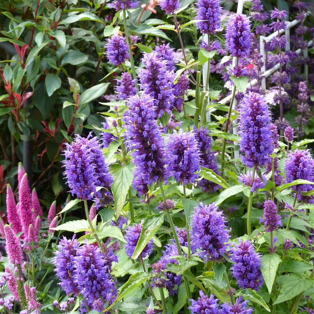 Agastache Blue Boa - Duftnessel