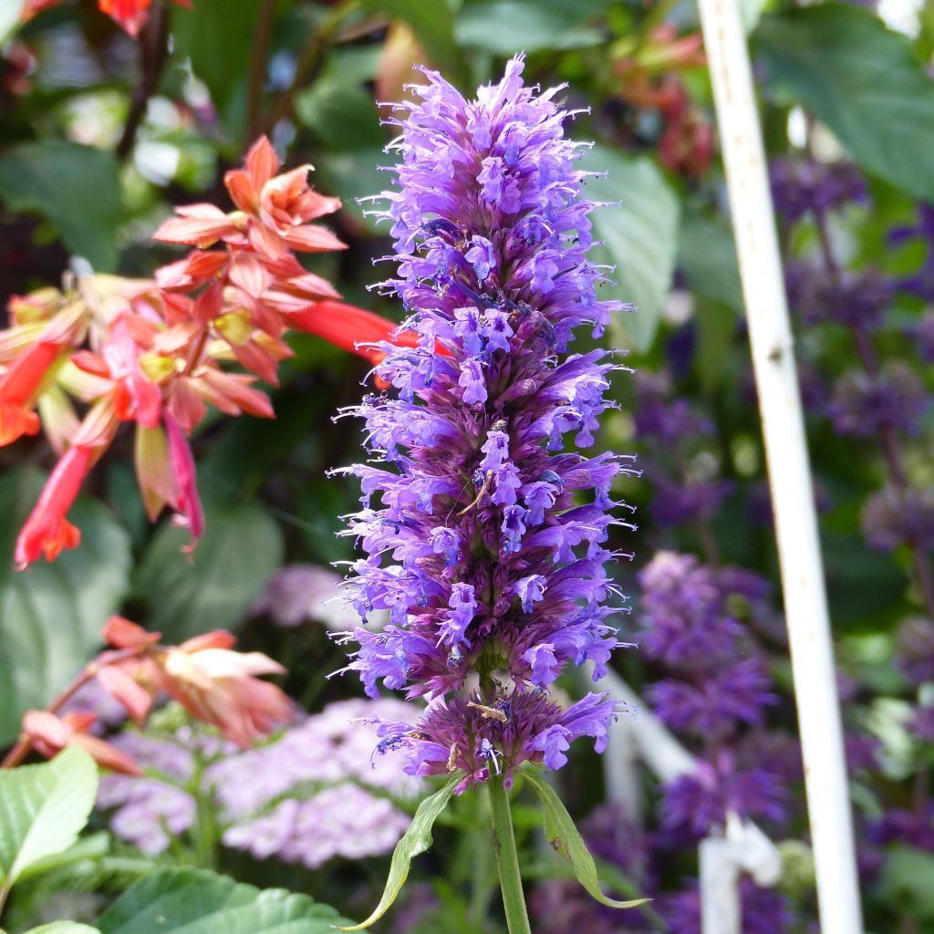 Agastache Blue Boa - Duftnessel