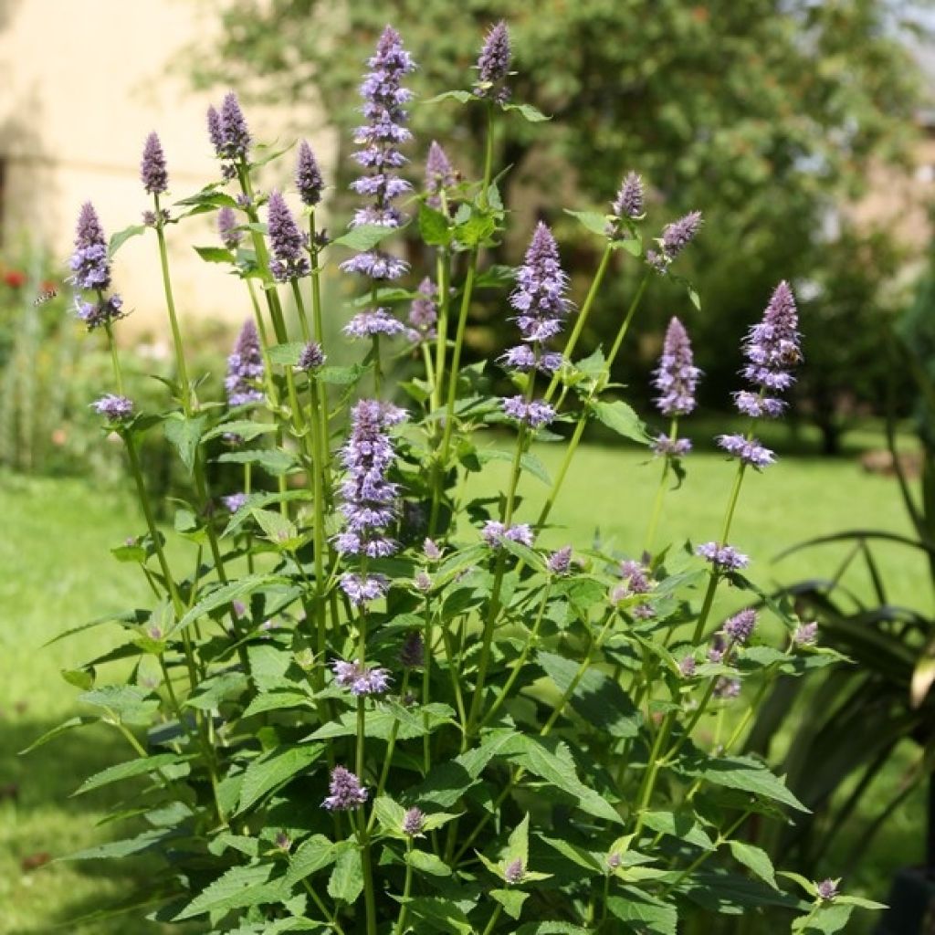 Agastache Blue Fortune - Duftnessel